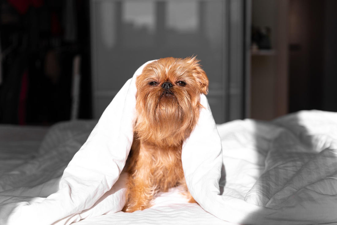 How to choose the right bed for your Furry Friend